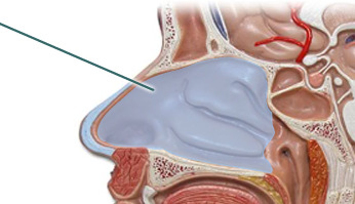 <p>Orifice in the skull bound by margins of the nasal and maxilla bones. The space, when filled, is separated by cartilage, which makes up a small part of the septum</p>