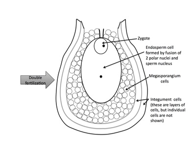 <p>Rank stages of angiosperm seed development</p>