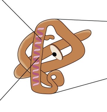 3D structure of single protein molecule