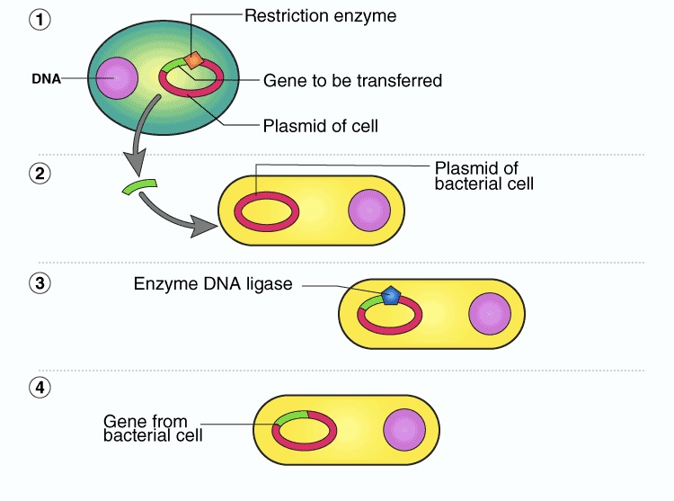 <p>they are able to uptake DNA from the environment, only portions of genome transferred</p>