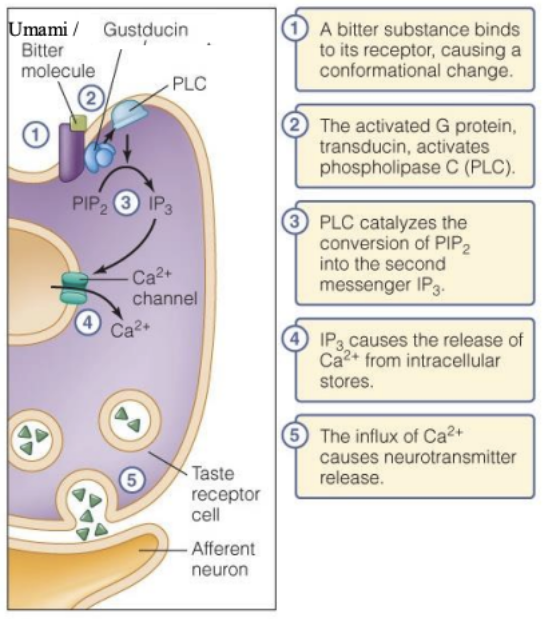 <ol><li><p><strong>Bitter/Umami Molecule Binding</strong>: A bitter or umami molecule binds to its receptor.</p></li><li><p><strong>Conformational Change</strong>: This binding causes a conformational change in the receptor.</p></li><li><p><strong>Activation of G-Protein (Transducin)</strong>: The G-protein transducin is activated.</p></li><li><p><strong>Phospholipase C (PLC) Activation</strong>: Transducin activates phospholipase C (PLC).</p></li><li><p><strong>IP3 and Ca2+ Release</strong>: PLC converts PIP2 into inositol trisphosphate (IP3), which causes the release of Ca2+ from intracellular stores.</p></li><li><p><strong>Neurotransmitter Release</strong>: The influx of Ca2+ leads to neurotransmitter release, signaling the presence of bitterness or umami.</p></li></ol><p></p>