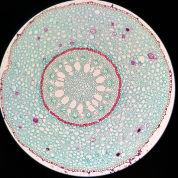 <p>Identify the image</p>