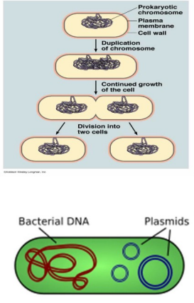 <p>exist almost everywhere</p><p>contain a rigid cell well, cell membrane, cytoplasm, single double-stranded circular loop of DNA, flagella, pili, and ribosomes (only organelles)</p><p>lack nuclei</p><p>reproduce by binary fission</p>
