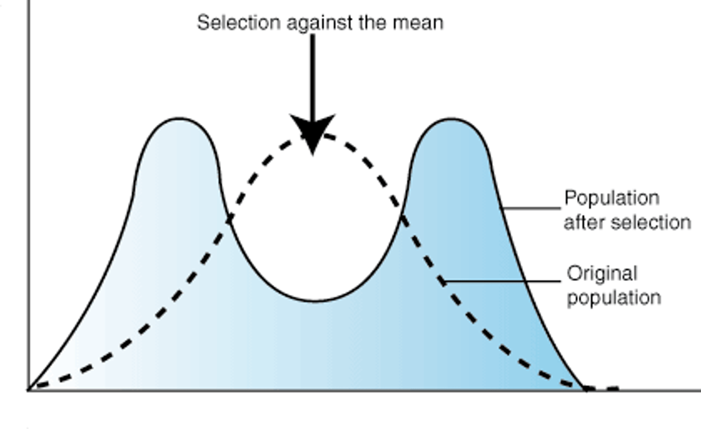 <p>-Opposites, extremes are selected (often results in balanced polymorphism</p><p>-In this case, the variance of the trait increases and the population is divided into two distinct groups.</p>