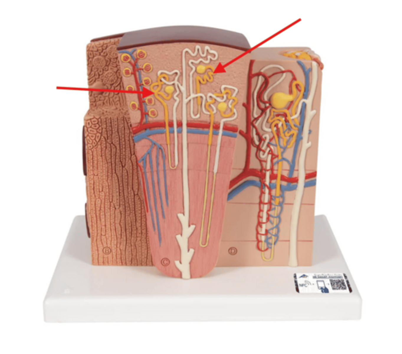 knowt flashcard image