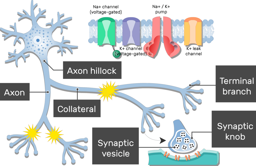 <p>The structures of an Axon are </p>