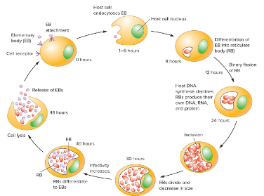 <p><em>Chlamydia</em></p>