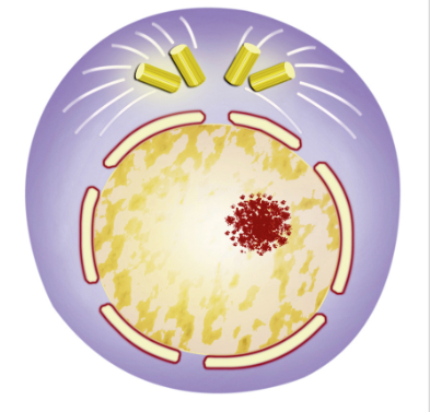 <p>What is interphase?</p>