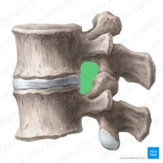 <p>bony marking?</p>