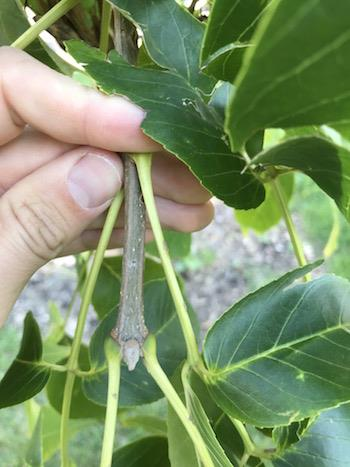 <p><em>Fraxinus quadrangulata</em></p>