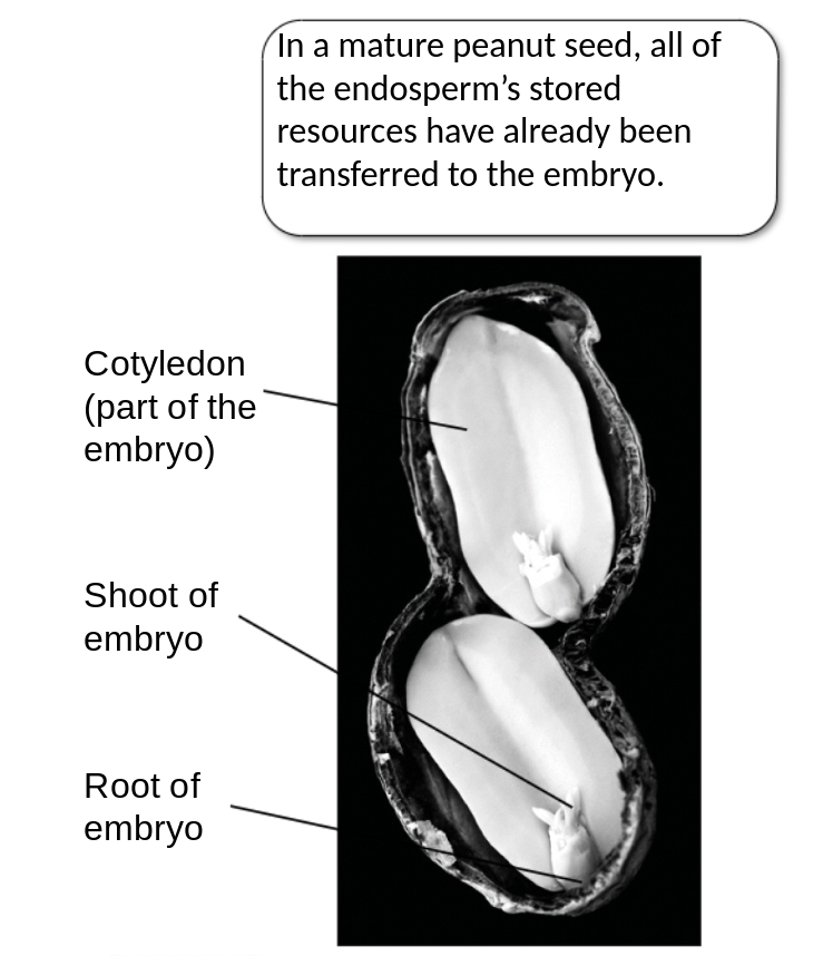 <p>the part of a seed which acts as a food store for the developing plant <a target="_blank" rel="noopener noreferrer nofollow" class="rMNQNe" href="https://www.google.com/search?sca_esv=573826436&amp;bih=692&amp;biw=1200&amp;rlz=1CAOTWH_enUS812&amp;hl=en&amp;sxsrf=AM9HkKniNGZOQHKeKzUsANFm8BKWv2MYBA:1697478443591&amp;q=embryo&amp;si=ALGXSlbD4fKmSL7CRU364kGH2u8kp8EqiDWjlk10kt1fqkIY6Gn212VcACbasLyjUHgI0-_z89HQ2aIk6aXvTQtaeV7oM4MPqg%3D%3D&amp;expnd=1"><u><span>embryo</span></u></a>, usually containing <a target="_blank" rel="noopener noreferrer nofollow" class="rMNQNe" href="https://www.google.com/search?sca_esv=573826436&amp;bih=692&amp;biw=1200&amp;rlz=1CAOTWH_enUS812&amp;hl=en&amp;sxsrf=AM9HkKniNGZOQHKeKzUsANFm8BKWv2MYBA:1697478443591&amp;q=starch&amp;si=ALGXSlbD4fKmSL7CRU364kGH2u8kLTzf2tM5FsJrLQdvp2TpEC2b6m25WNISm-XALJw0_940Q0J43PMOKAO-djrJcxgse9VswQ%3D%3D&amp;expnd=1"><u><span>starch</span></u></a> with protein and other <a target="_blank" rel="noopener noreferrer nofollow" class="rMNQNe" href="https://www.google.com/search?sca_esv=573826436&amp;bih=692&amp;biw=1200&amp;rlz=1CAOTWH_enUS812&amp;hl=en&amp;sxsrf=AM9HkKniNGZOQHKeKzUsANFm8BKWv2MYBA:1697478443591&amp;q=nutrients&amp;si=ALGXSlbSiMNWMsv5Y0U_0sBS8EWzcuDhaGn8-Bc1jWtzTwSJtadp_LGCCIbgsHg_3tlEhxqig1ehiv-2prFe-HBdwNlcR172pQ%3D%3D&amp;expnd=1"><u><span>nutrients</span></u></a></p>