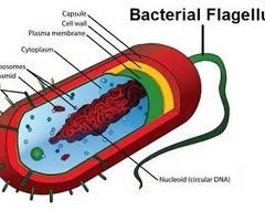 <p>flagellum</p>