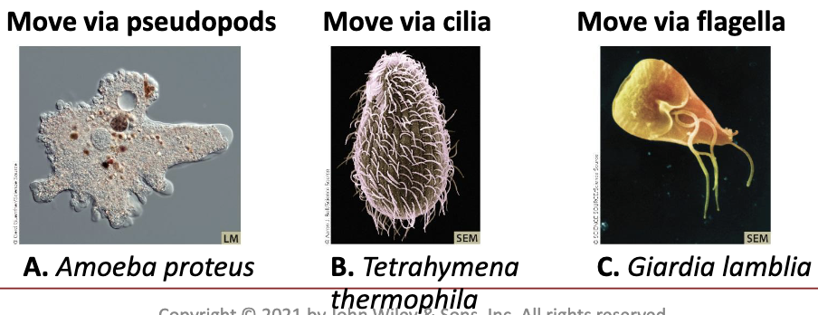 <p>Eukaryal microorganisms: Model organisms</p><ul><li><p>As a whole, a <em>broad</em> category—some <strong><em>heterotrophic</em></strong>, some <strong><em>photosynthetic</em></strong>; variable <strong><em>cell walls</em></strong>; different <strong><em>motility</em></strong> <strong><em>strategies</em></strong>; different <strong><em>reproduction strategies.</em></strong></p><ul><li><p>Move via pseudopods, cilia and flagella</p></li></ul></li><li><p>Giardia is interesting because it is genetically “old,” it lacks mitochondria, and it causes human disease.</p></li></ul><p></p>