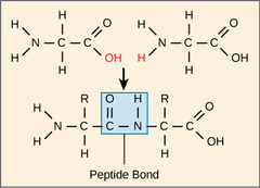 <p>polymer</p>