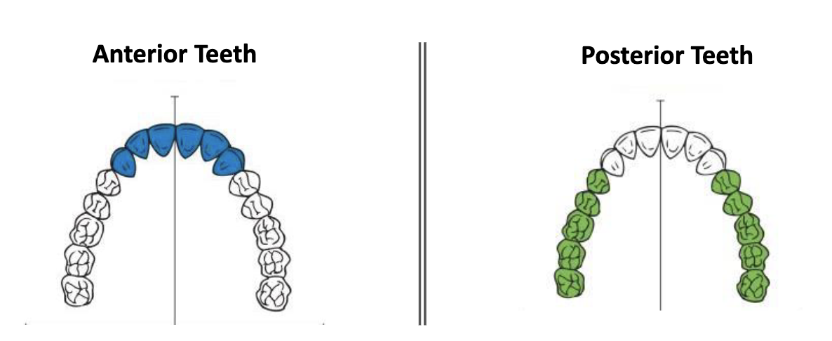<p>anterior = incisors + canines<br>posterior = premolar + molars</p>