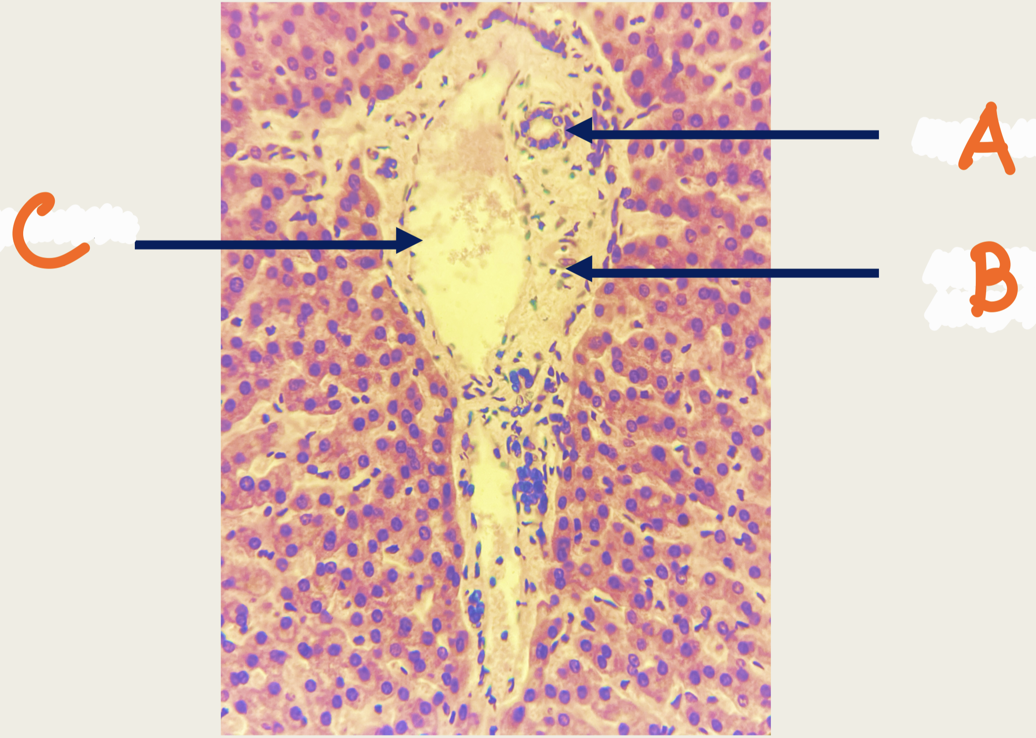 <p>Identify the structure</p>