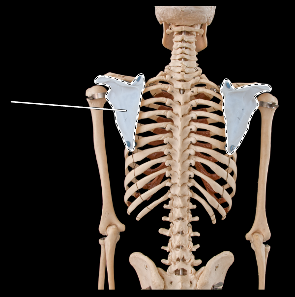 <p>Name this bone.</p><p>(Posterior view).</p>
