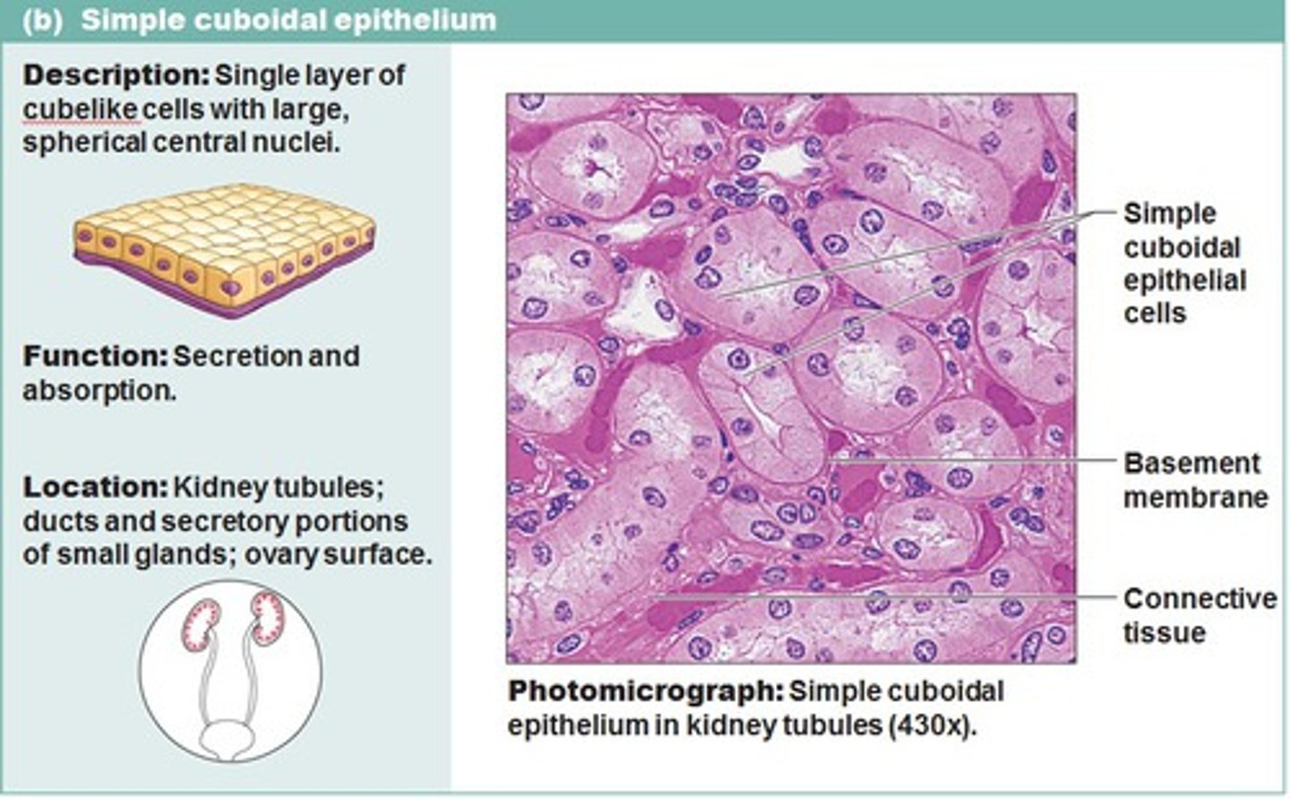 <p>- Single layer of cube like cells</p><p>- spherical central nuclei</p>