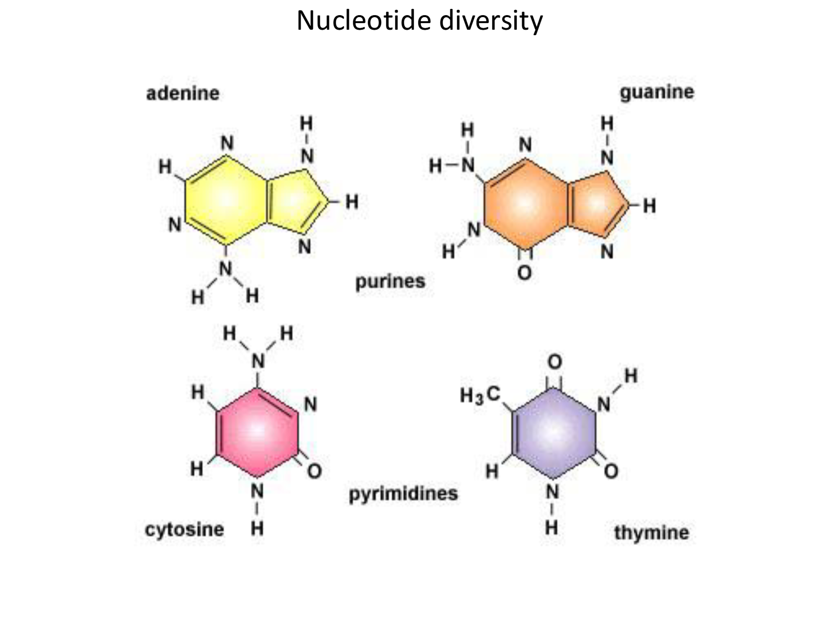 <p>-adenine</p><p>-purines</p><p>-guanine</p><p>-cytosine</p><p>-pyrimidines</p><p>-thymine</p>