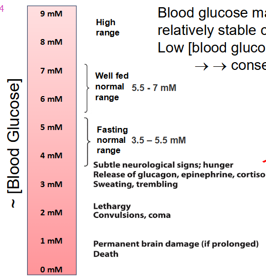 <p>Low blood glucose concentration = consequences</p><p>- normal range of blood glucose is 3.5-5.5mM if fasting and if well fed normal range is 5.5-7mM</p>