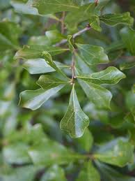 <p>Location: kinda generalist but grows best in well drained bottoms</p><p>Leaf: simple, alternate, deciduous, irregularly lobed and each leaf can look different</p><p>Bark: Light brown, rough and scaley with smooth plates, sometimes orange in ridges</p>