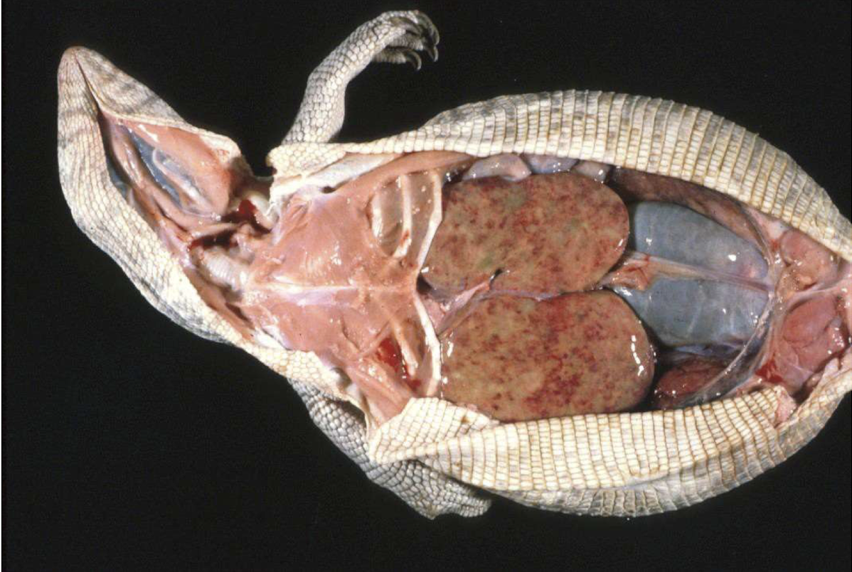 <p>What disease is this monitor lizard suffering from?</p>
