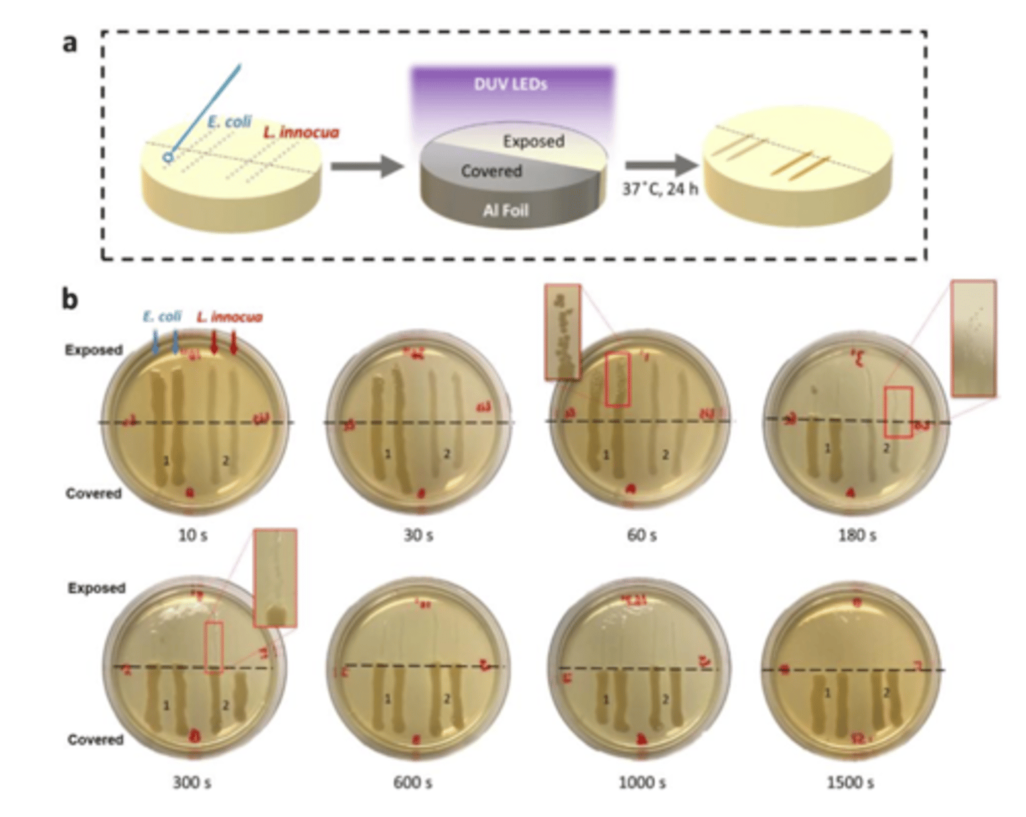 <p>Analysis of the DUV LED plate study for the 30s and 60s exposure times suggests that...</p>