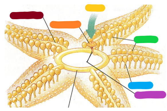 <p>Provide the anatomical term for the color coded structures in this diagram. </p>