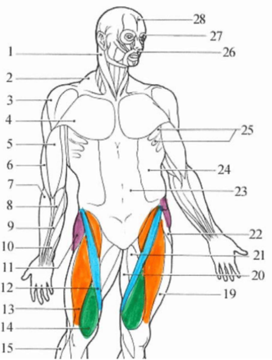 <p>green muscle</p>