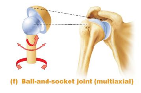 <p>The ball-shaped head of one bone fits into the cuplike depression of the other bone.</p>