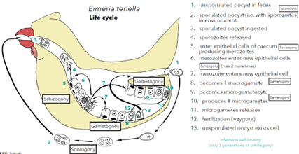 knowt flashcard image