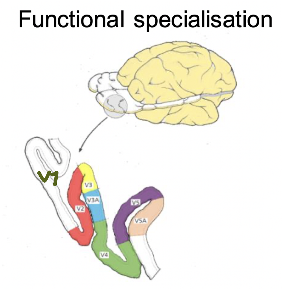 V1-V5; each region is specialised for a diff aspect of vision 

e.g. V4 = specialised for colour

V5 = specialised for motion 

FFA = feasible face area = specialised for facial recognition 