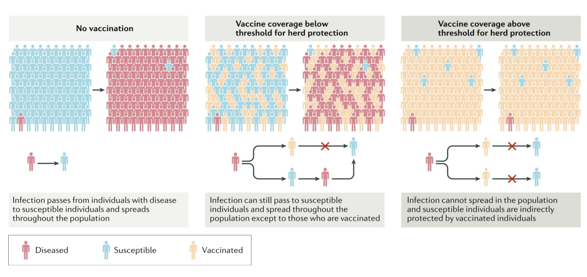 <p>To <strong>train the immune system</strong> to recognize and fight a pathogen without causing severe illness.</p><p>Herd immunity: When enough of a population is immune (by vaccination or infection), <strong>disease spread slows or stops</strong>, protecting those who are unvaccinated or immunocompromised</p>