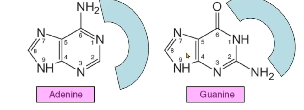 <p>Adenine and Guanine</p>