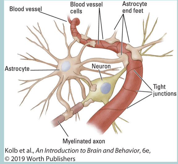 <ul><li><p>STAR shape&nbsp;</p></li><li><p>Provide STRUCTURAL support&nbsp;</p></li><li><p>Convey NUTRIENTS between BLOOD VESSELS and neurons&nbsp;</p></li><li><p>Regulate BLOOD flow&nbsp;</p></li><li><p>Part of the blood brain barrier&nbsp;</p></li><li><p>Can play a role in HEALING the brain after damage&nbsp;</p></li></ul><p></p>