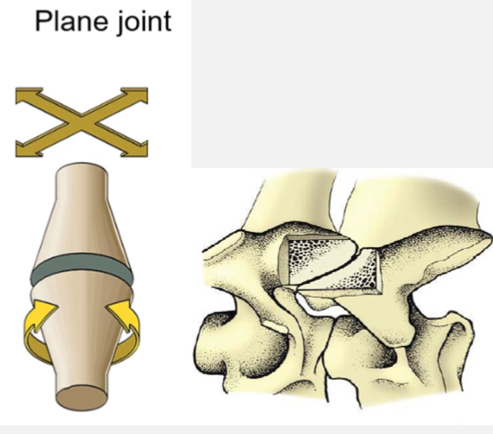 <p>Ex. Articular surfaces between vertebrae </p><p>Movement - flat joints that slide against each other</p>