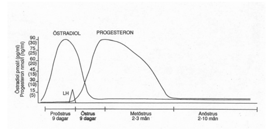 <p>Hur snabbt, och framför allt när, det stiger varierar från tik till tik - alltså måste man ta flera prov för att kunna följa upp och se. Man kan då alltså se ifall ägglossning har skett.</p>