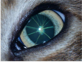 <p>what is this?</p>