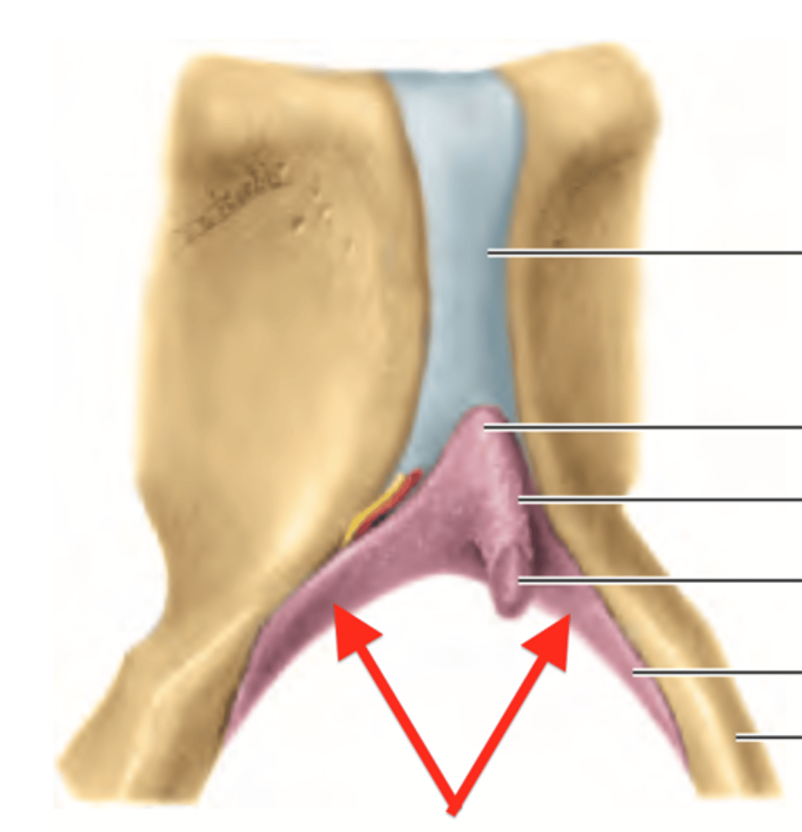 <p>What part of the female reproductive system is this?</p>