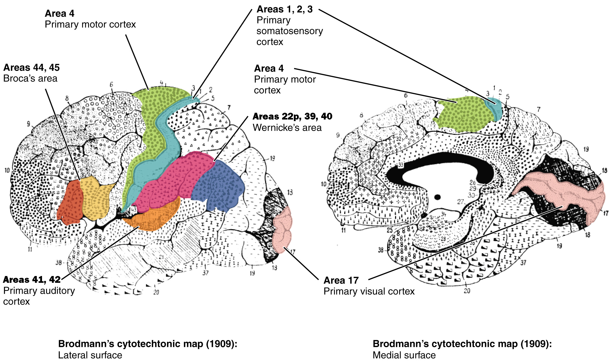 <p>postcentral gyrus<br><br>BA1, BA2, BA3</p>