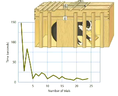 <ul><li><p>Thorndike first introduced Operant Conditioning with his cat box experiment</p></li><li><p>He trapped his cat in a box. If it completed a simple puzzle (e.g. pressing a lever or pressing a button), it escaped and had the reinforcement reward of milk</p></li><li><p>Overtime, the cat became quicker in escaping the box, showcasing its voluntary learning experience overtime</p><p></p></li></ul><p></p>