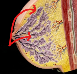 <p>Mammary glands</p>