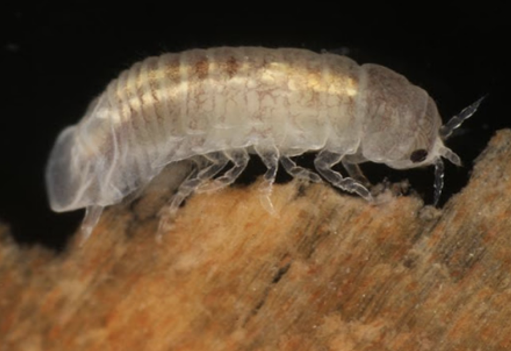 <p>Small, 2-4mm length, whitish-grey. Head, thorax, abdomen, 7 pairs of legs. Long narrow tunnels (1-3mm) parallel to surface, superficial decay and create an extensive network of galleries. Wood are broken down in gut, presumably by animal produces cellulases..?</p>