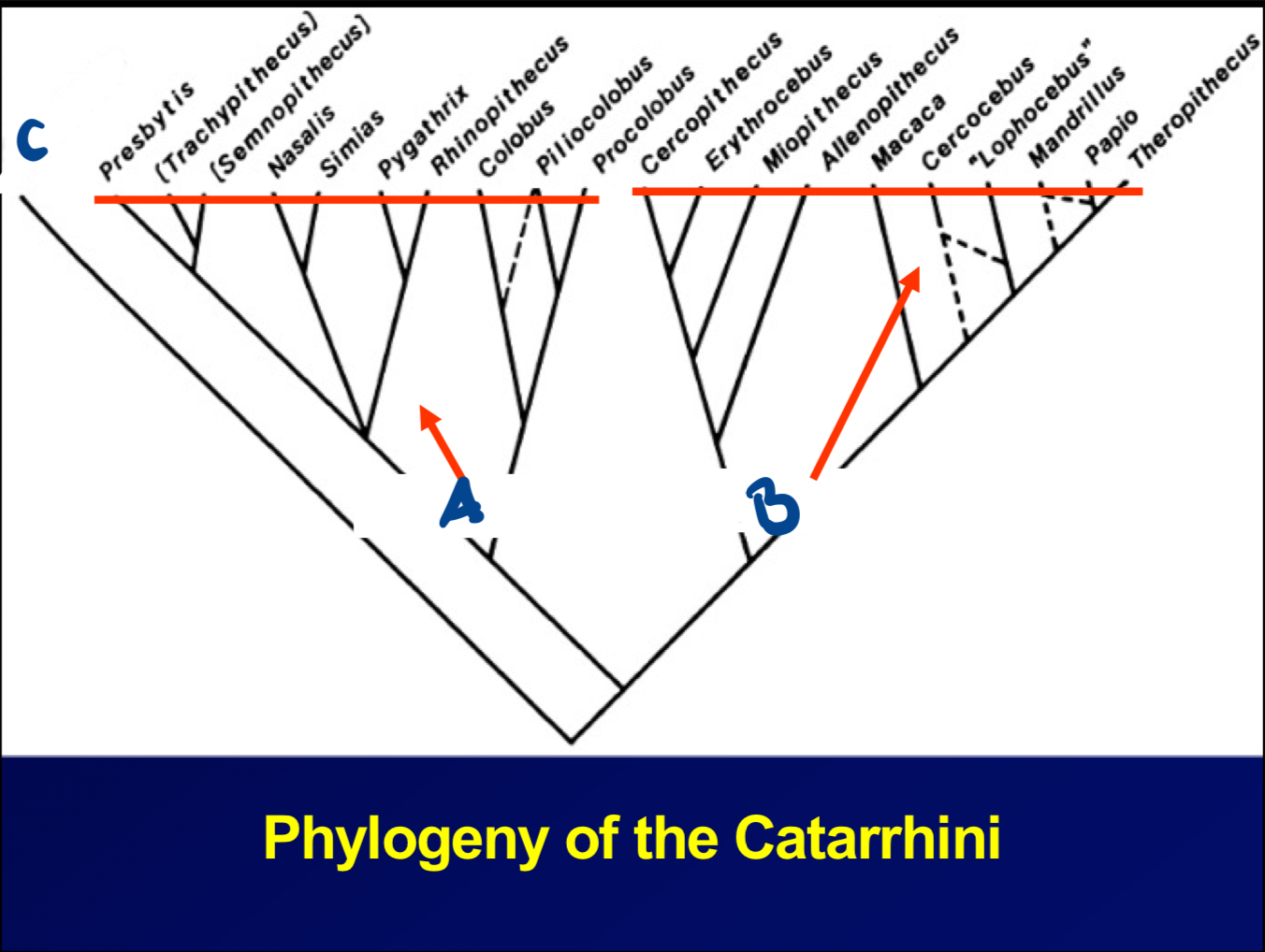 <p>Which subfamily does <strong>A</strong> belongs to?</p>