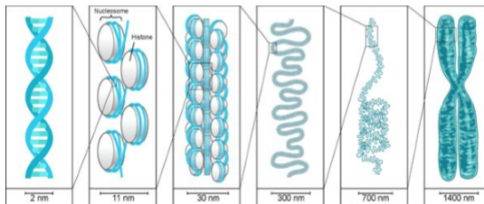 <p>Higher order chromatin structure in eukaryotes (6)</p>