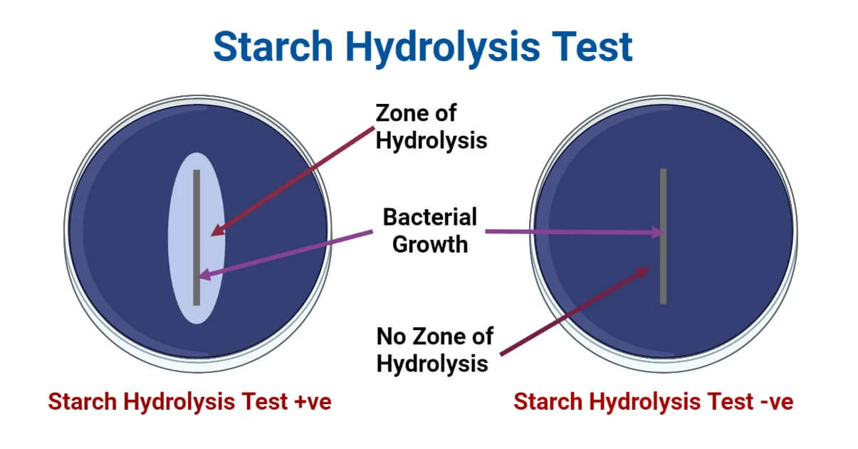 <ul><li><p>An enzyme that breaks down carbohydrates, like starch, into simple sugars</p></li><li><p>Test: Starch hydrolysis test (starch plate)</p></li></ul><p></p>