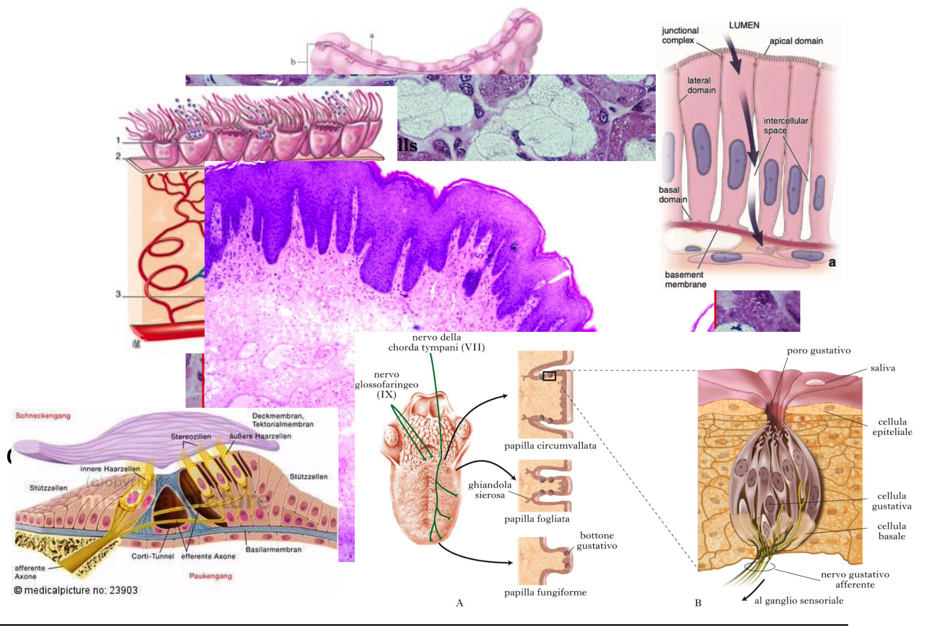 <p><span><strong>Epithelial Tissue Function and main features</strong></span></p>