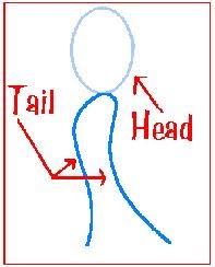 <p>Lipid Bilayer - 2 layers of phospholipids</p><ul><li><p>Phosphate head is polar </p></li><li><p>Fatty acid tail is non-polar</p></li><li><p>Proteins embedded in membrane</p></li><li><p>Selectively Permeable</p></li></ul><p></p>