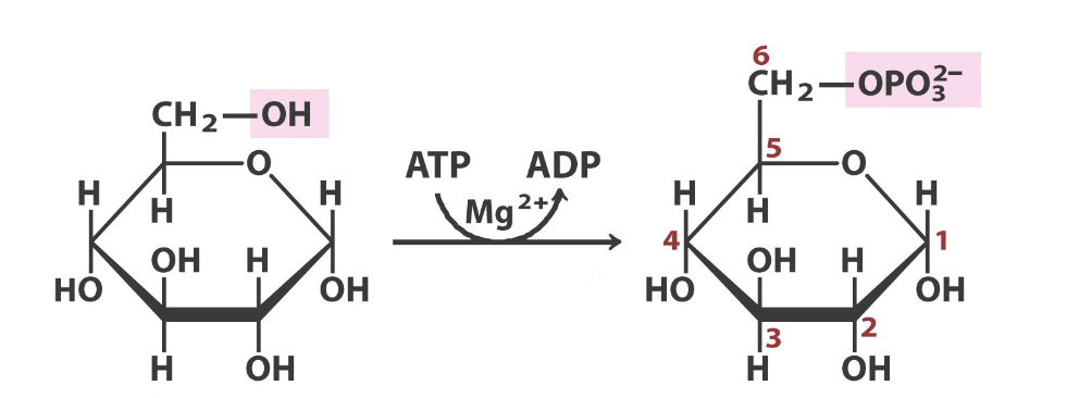 <p>what step in glycolysis, what react/prod </p>