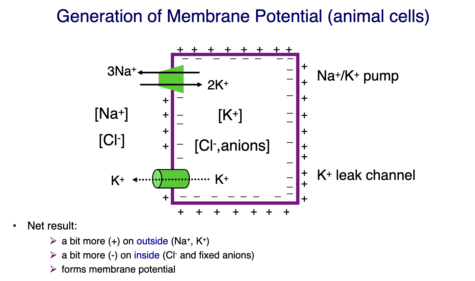 <ol><li><p>There are more Na<sup>+</sup> in the outside of the cell (which is more positively charged)</p></li><li><p>There are more K<sup>+</sup> in the inside of the cell (which is more negative with fixed anions)</p></li><li><p>3 Na<sup>+ </sup>out and 2 K<sup>+</sup> in via the sodium potassium pump</p></li><li><p>This makes the outside become more positive </p></li><li><p>The potassium leak channel is also present, which makes the outside more positive too</p></li><li><p>Hence, it becomes a bit more positive in the outside, and a bit more negative in the inside of the cell </p></li><li><p>This creates the membrane potential</p></li></ol><p></p>
